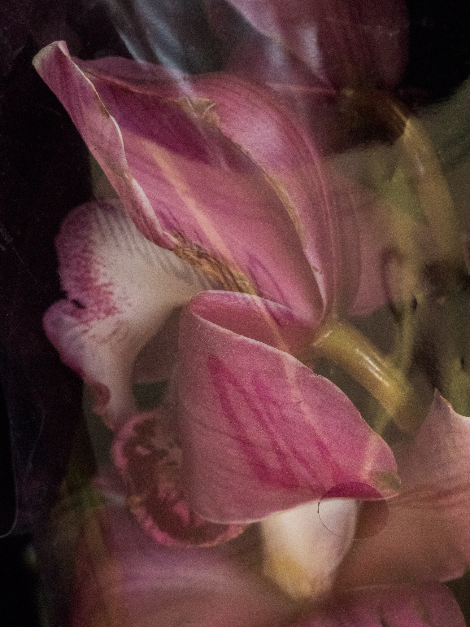 Ada Jane McNulty Flowers